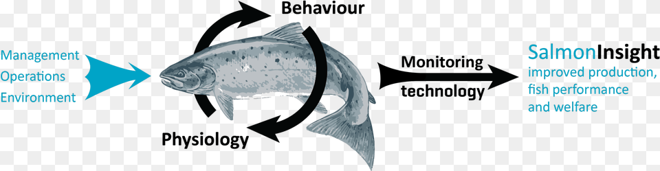 Illustration, Animal, Fish, Sea Life, Outdoors Free Png