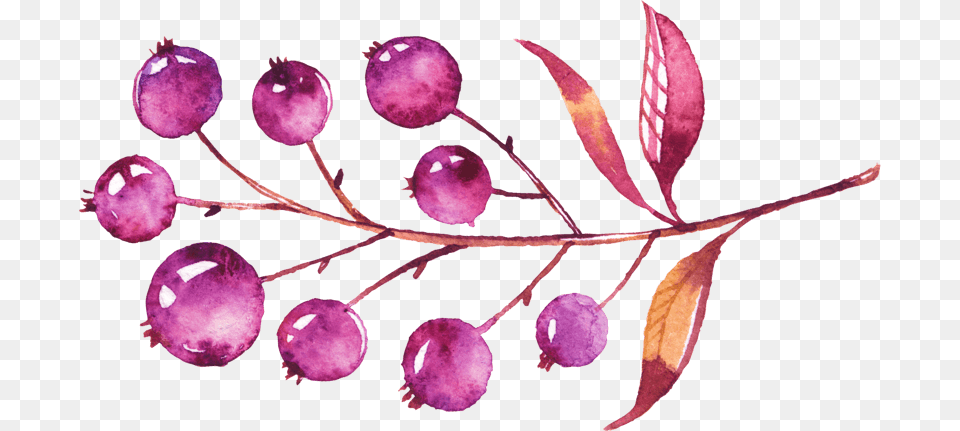 Illustration, Purple, Food, Fruit, Plant Free Transparent Png