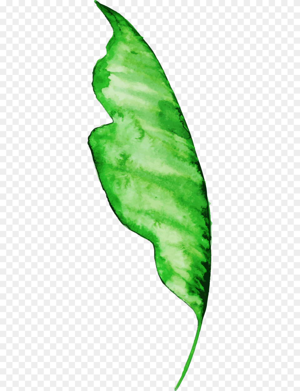 Illustration, Green, Leaf, Plant, Animal Png