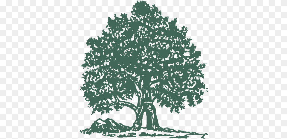 Illustration, Oak, Plant, Sycamore, Tree Free Png Download