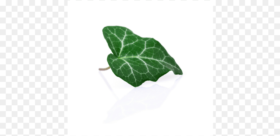 Illustration, Leaf, Plant, Ivy Free Png