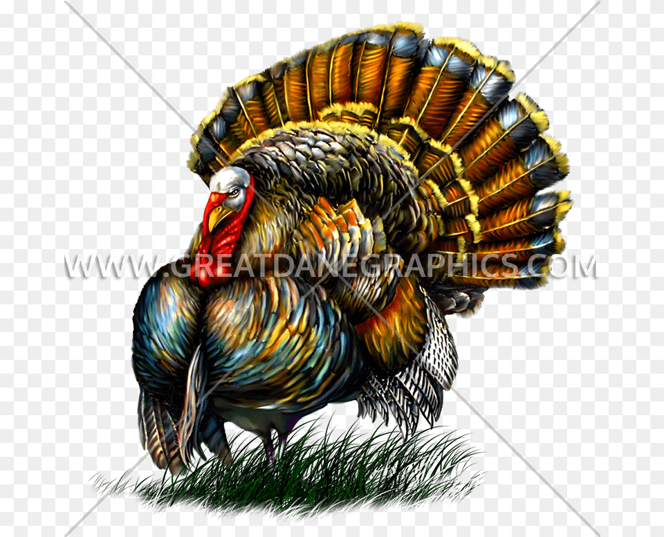 Illustration, Animal, Bird, Fowl, Poultry Png Image
