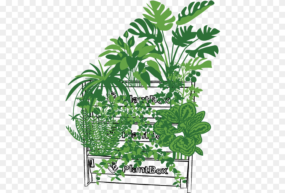 Illustration, Fern, Tree, Rainforest, Plant Png Image