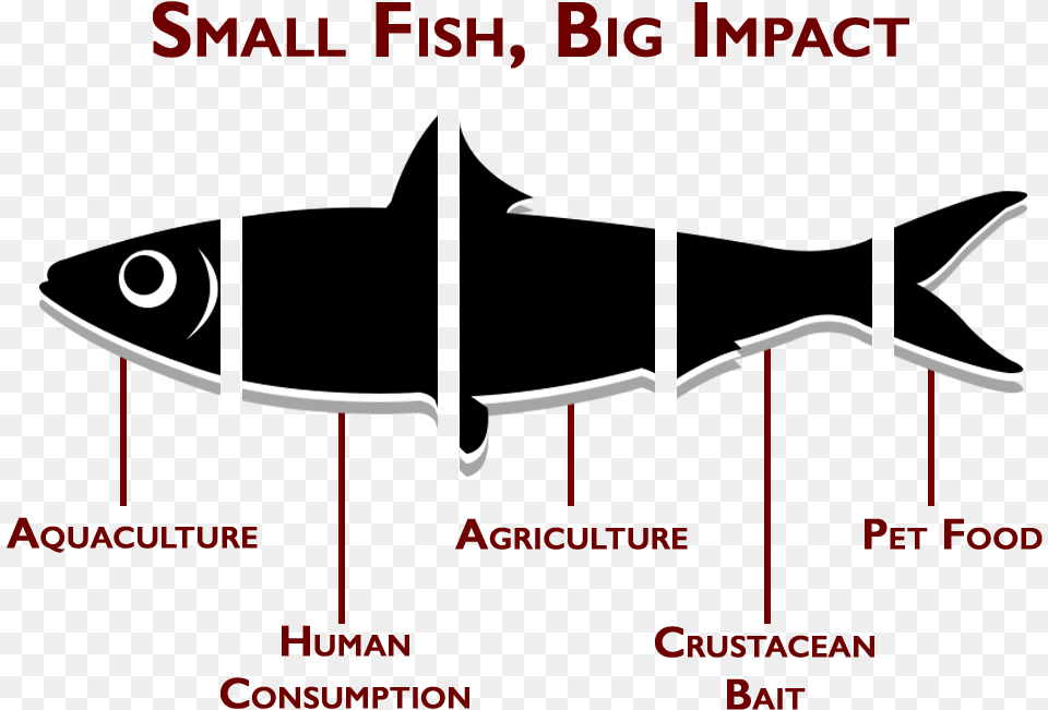Illustration, Animal, Sea Life, Fish Free Png Download
