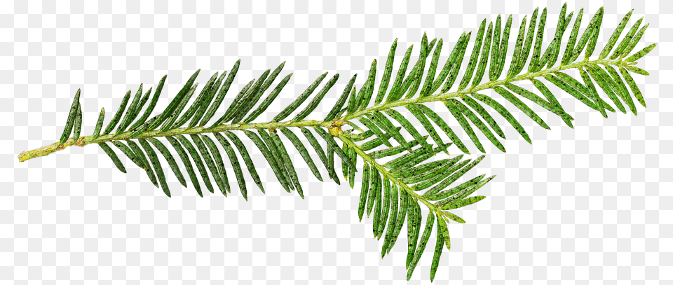 Illustration, Conifer, Fir, Leaf, Plant Free Png