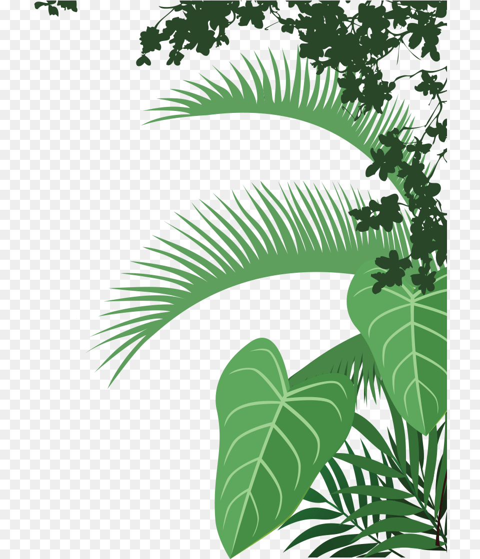 Illustration, Vegetation, Tree, Rainforest, Plant Free Png