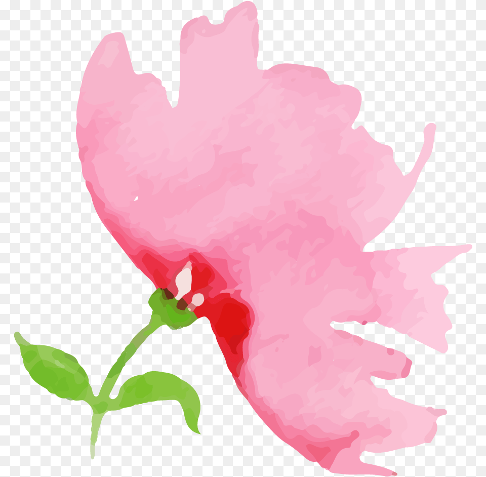 Illustration, Carnation, Flower, Plant, Petal Png Image