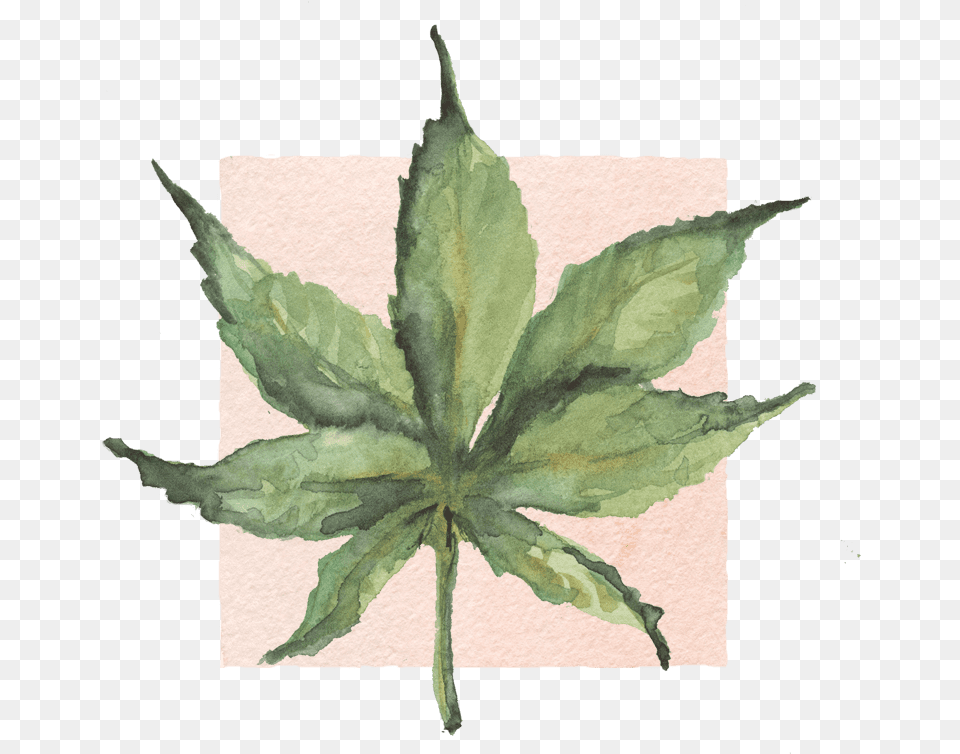 Illustration, Leaf, Plant, Tree Png