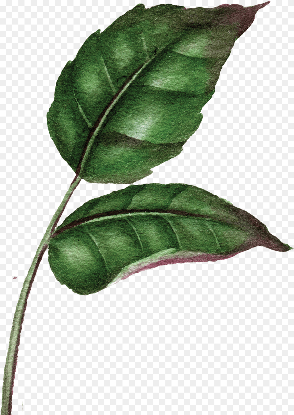 Illustration, Leaf, Plant, Tree, Annonaceae Png