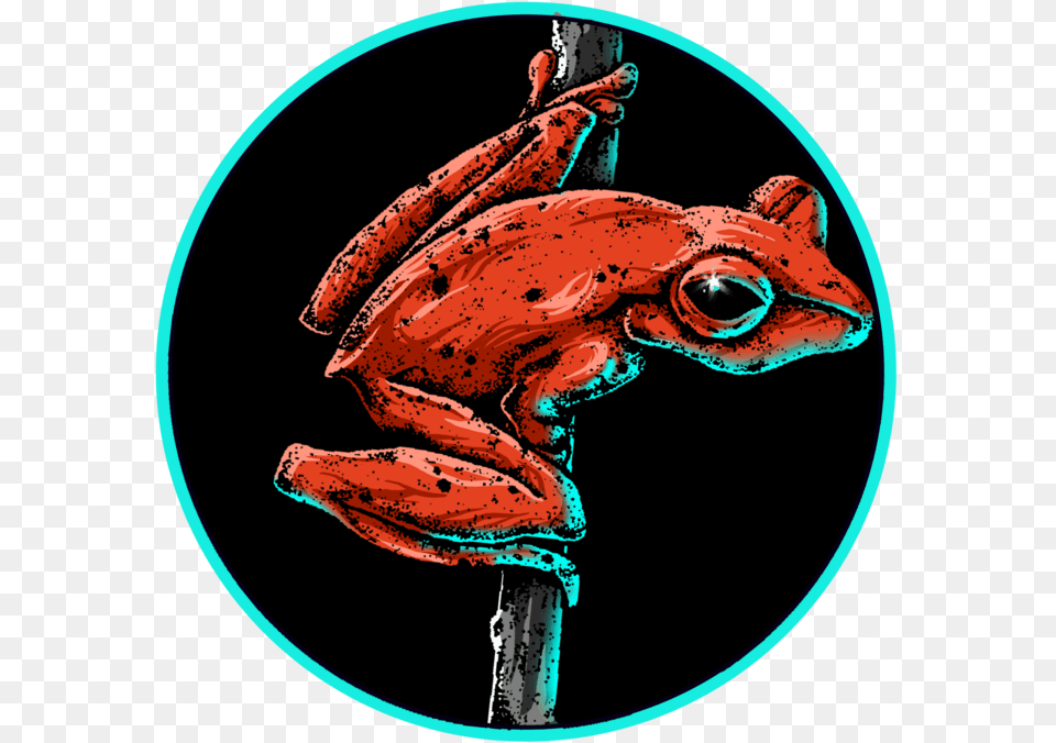 Illustration, Amphibian, Animal, Frog, Wildlife Png