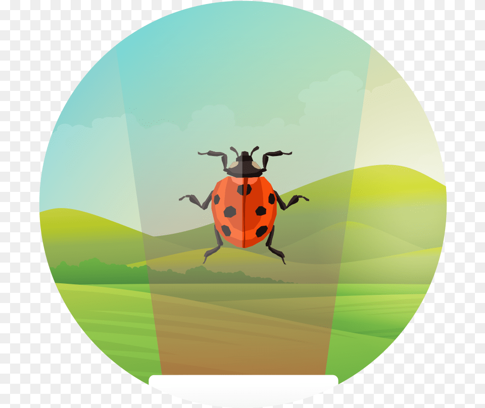 Illustration, Animal, Insect, Invertebrate, Sphere Png