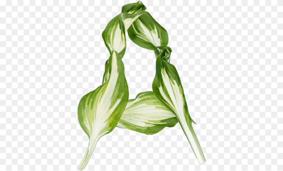 Illustration, Leaf, Plant, Green, Flower Png Image