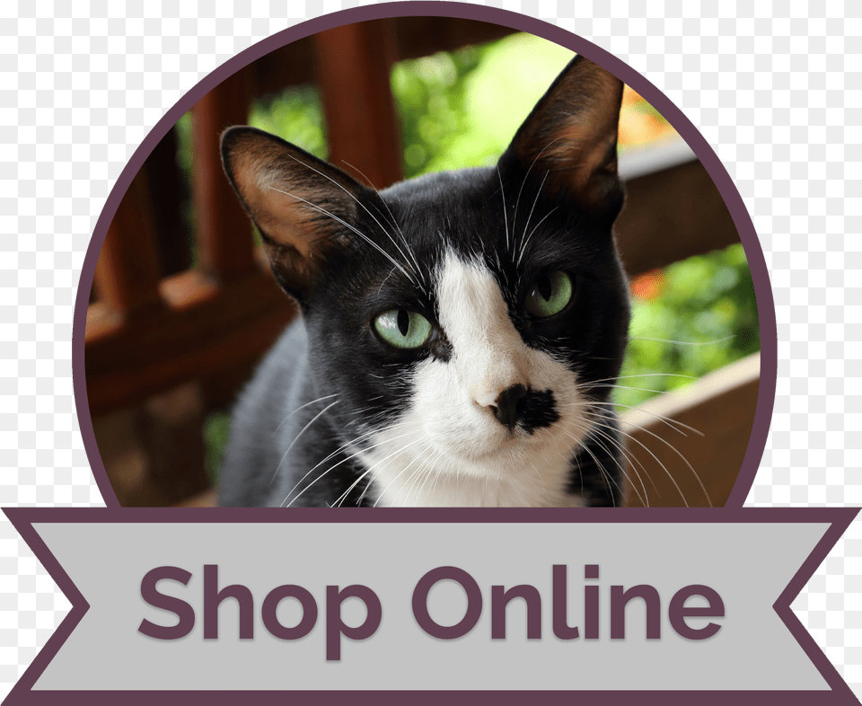 Illustration, Animal, Cat, Mammal, Pet Free Png Download