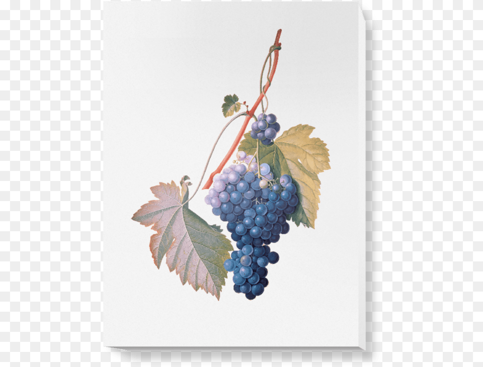 Illustration, Food, Fruit, Grapes, Plant Free Transparent Png