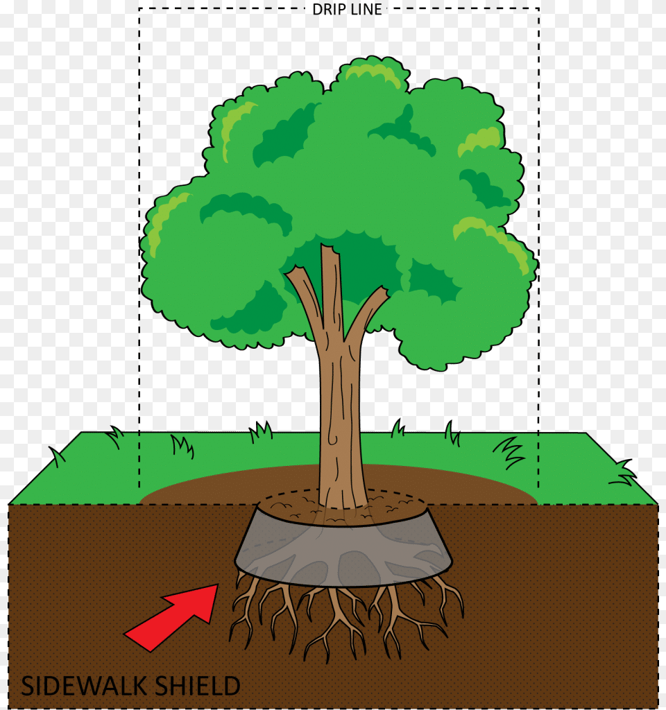 Illustration, Plant, Tree, Vegetation Free Png Download