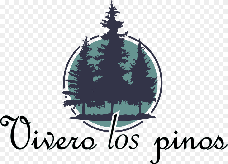 Illustration, Fir, Pine, Plant, Tree Free Png