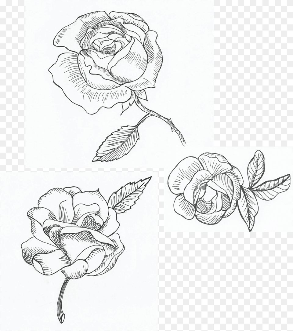 Illustration, Art, Drawing, Flower, Plant Free Png Download