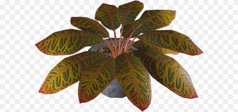 Illustration, Leaf, Plant, Potted Plant, Flower Free Transparent Png