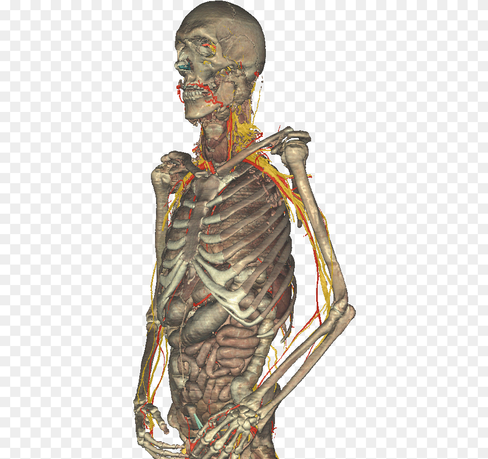 Illustration, Skeleton, Adult, Male, Man Free Png