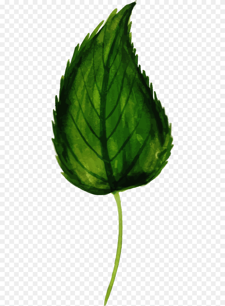 Illustration, Herbal, Herbs, Leaf, Mint Free Transparent Png