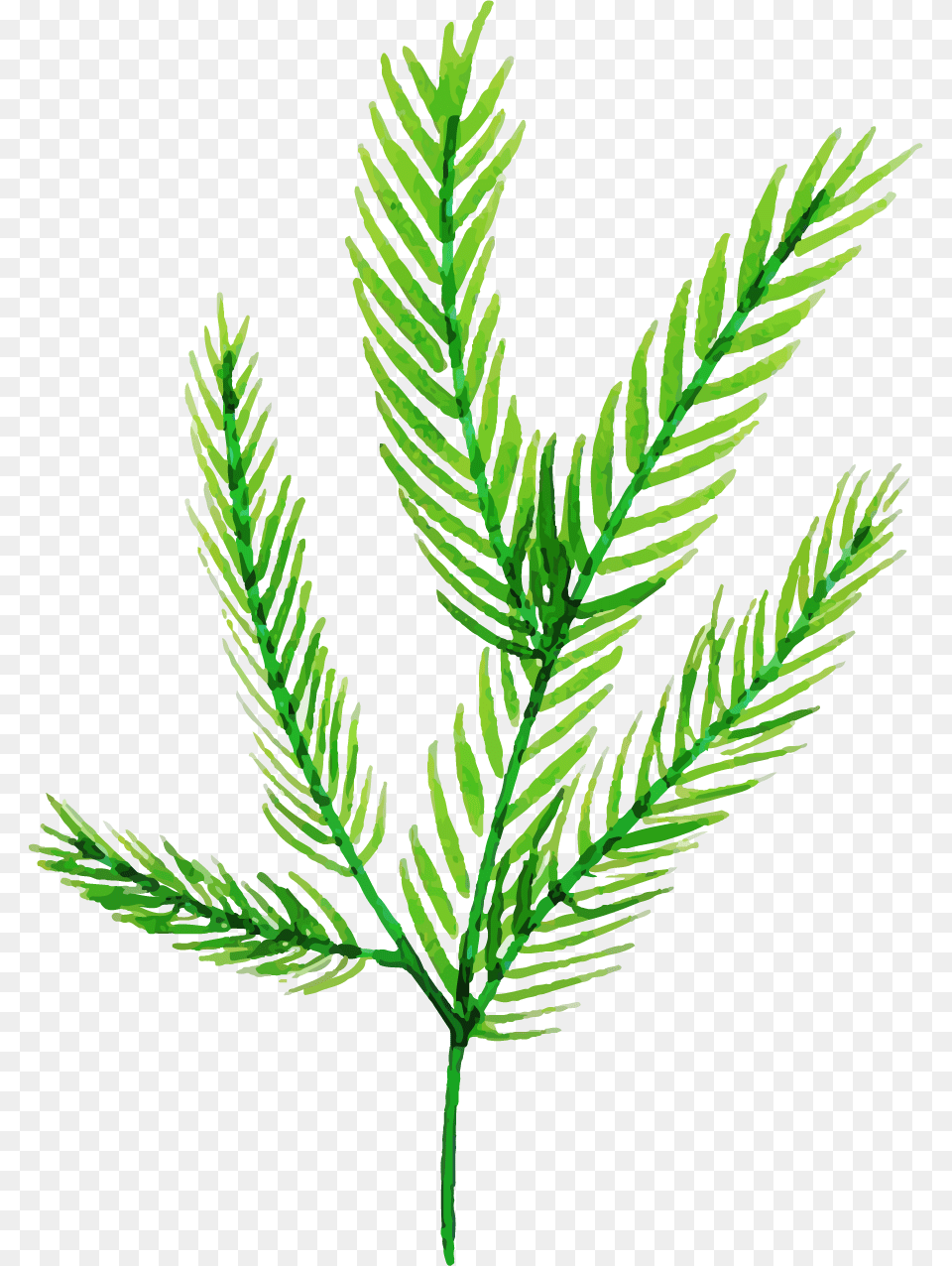 Illustration, Conifer, Grass, Leaf, Plant Free Png Download