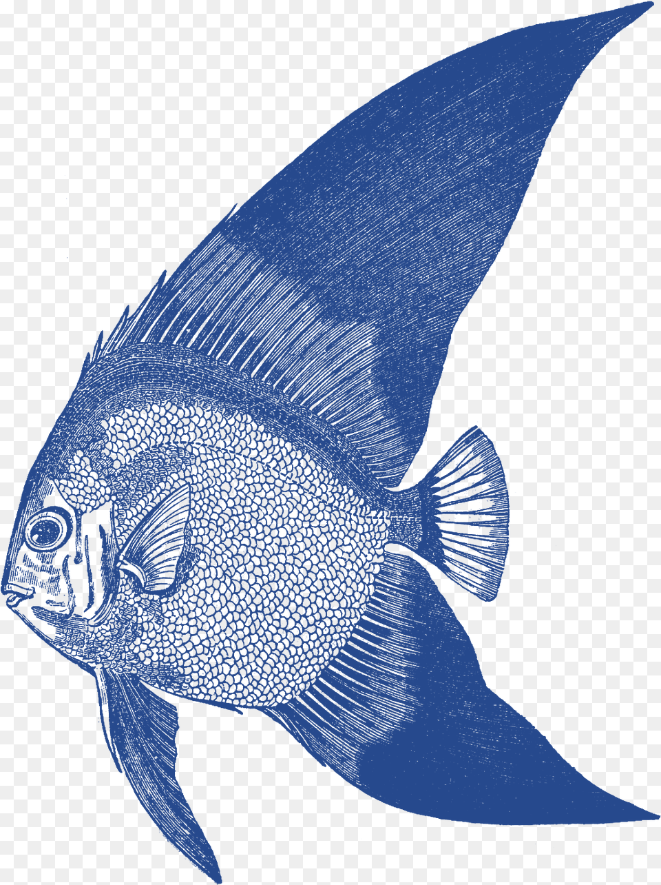 Illustration, Angelfish, Animal, Fish, Sea Life Free Transparent Png
