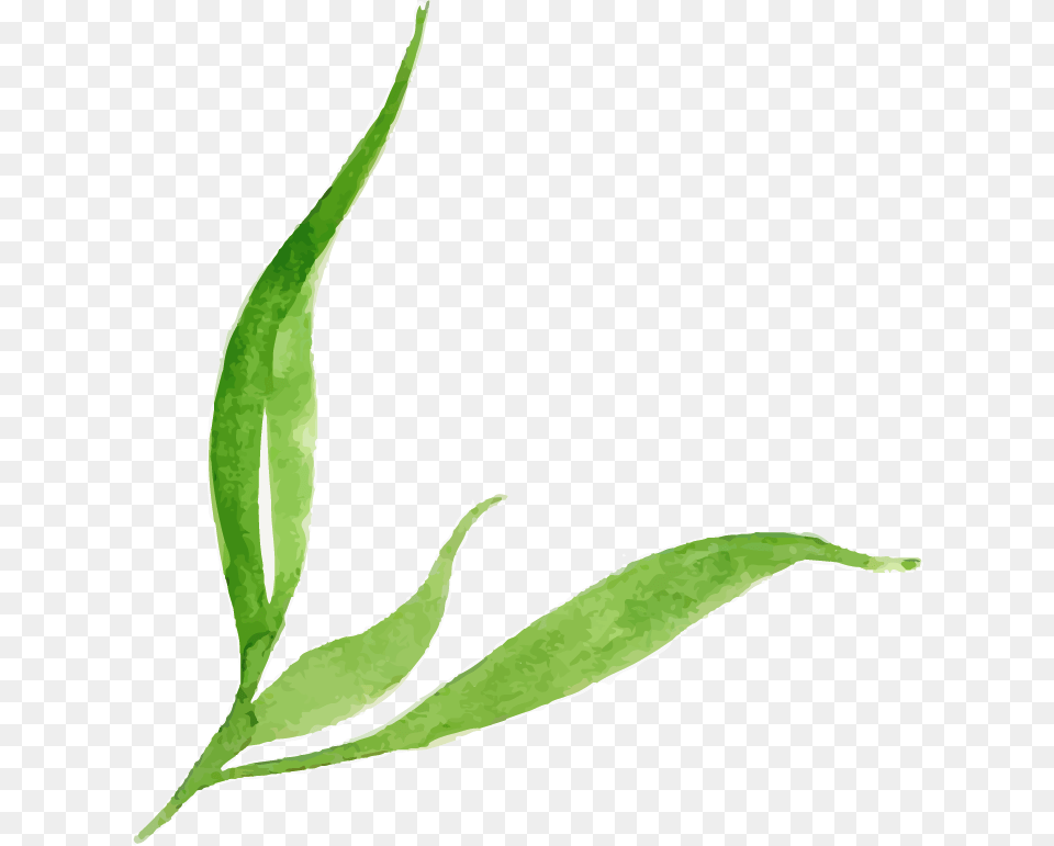Illustration 25, Herbal, Herbs, Leaf, Plant Png Image