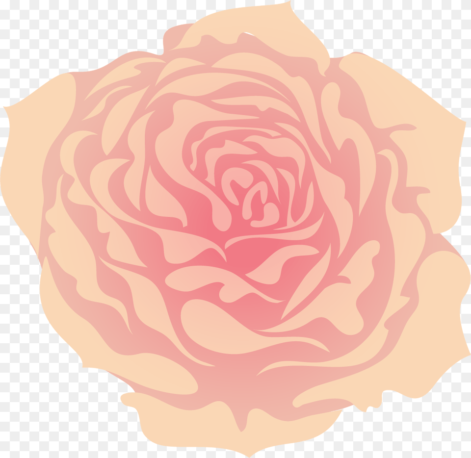 Illustration, Flower, Petal, Plant, Rose Free Png