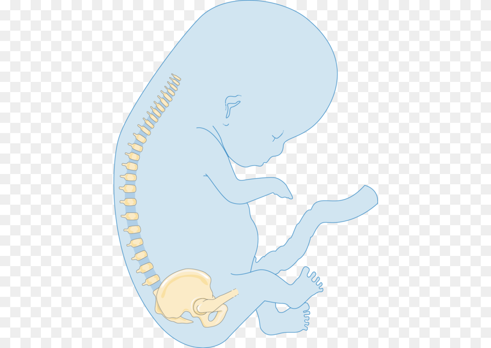 Illustration, Baby, Person Png