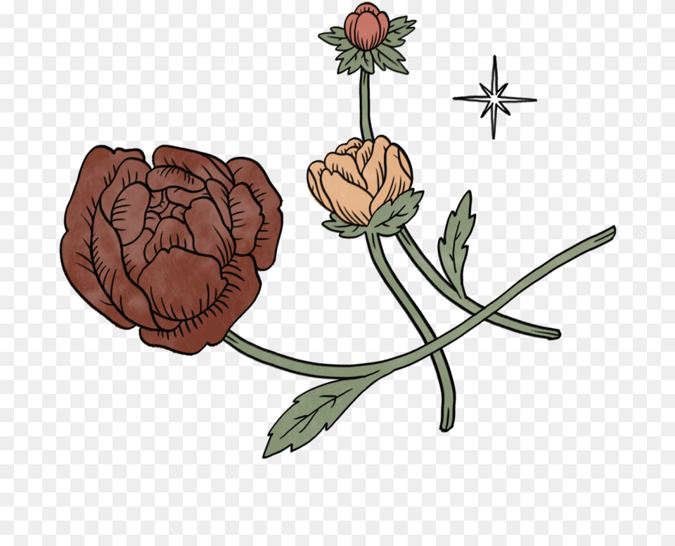 Illustration, Flower, Plant, Pattern, Carnation Png
