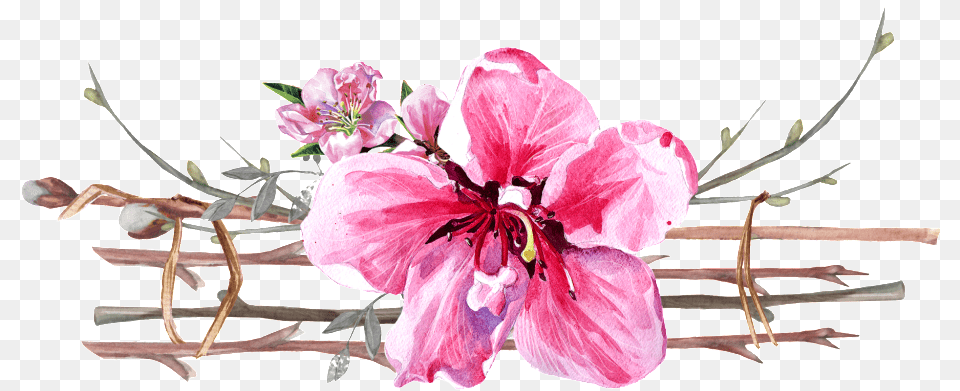 Illustration, Anther, Flower, Petal, Plant Png Image