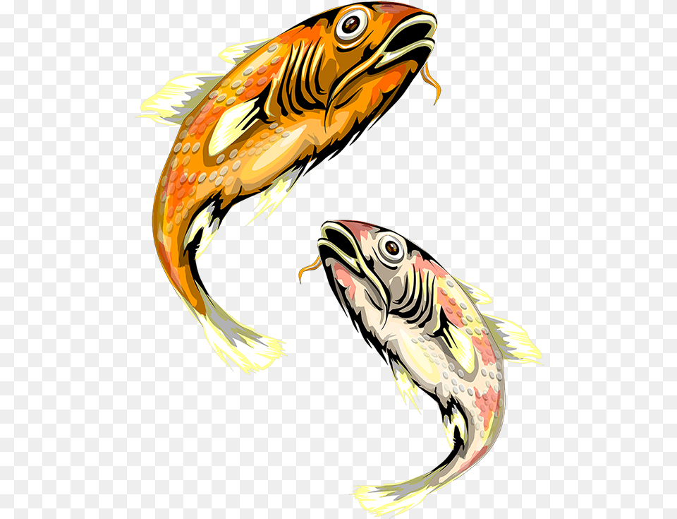 Illustration, Animal, Sea Life, Fish, Carp Png