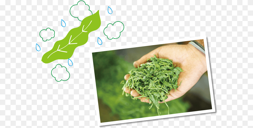 Illustration, Arugula, Food, Leafy Green Vegetable, Plant Free Png Download