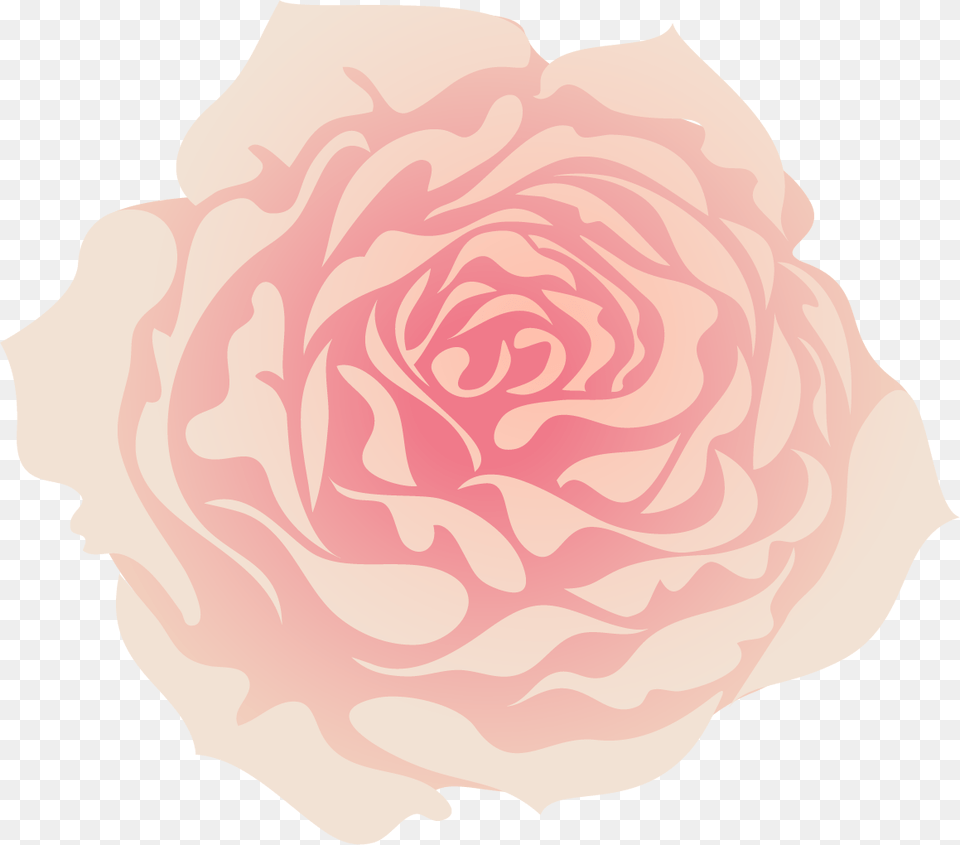 Illustration, Flower, Petal, Plant, Rose Png