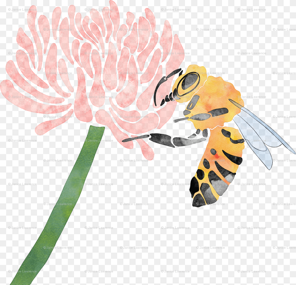 Illustration, Animal, Bee, Insect, Invertebrate Free Png Download