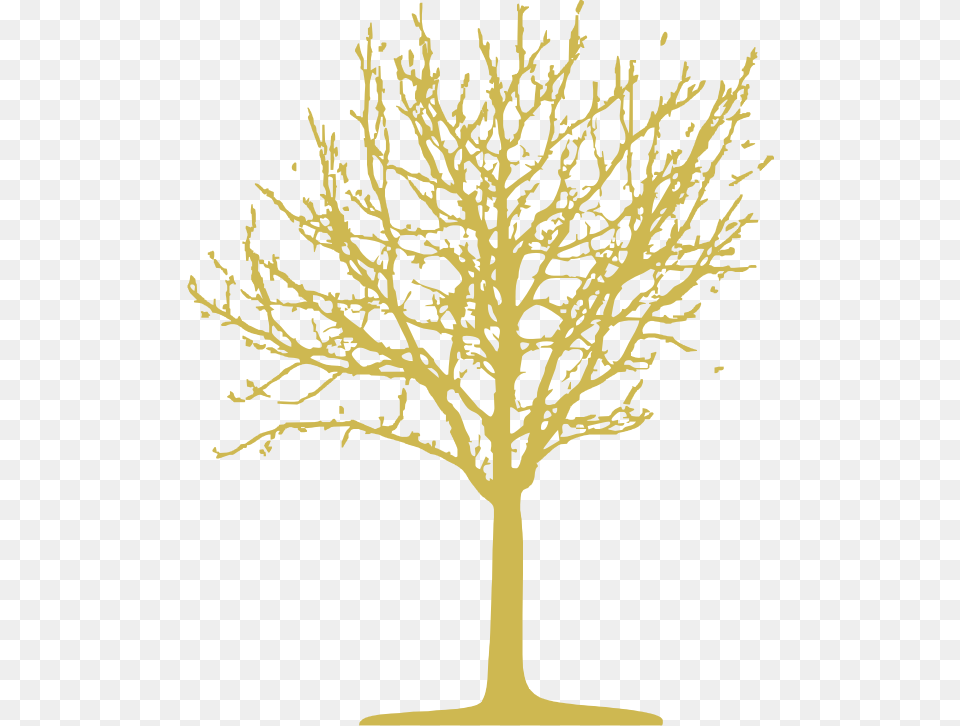 Illustration, Oak, Plant, Sycamore, Tree Png Image