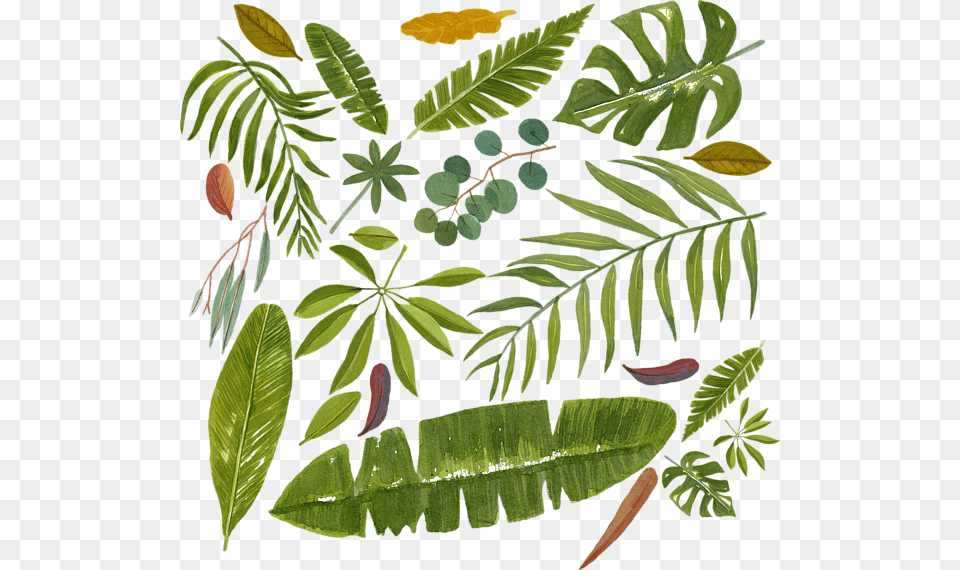 Illustration, Vegetation, Tree, Plant, Outdoors Png Image