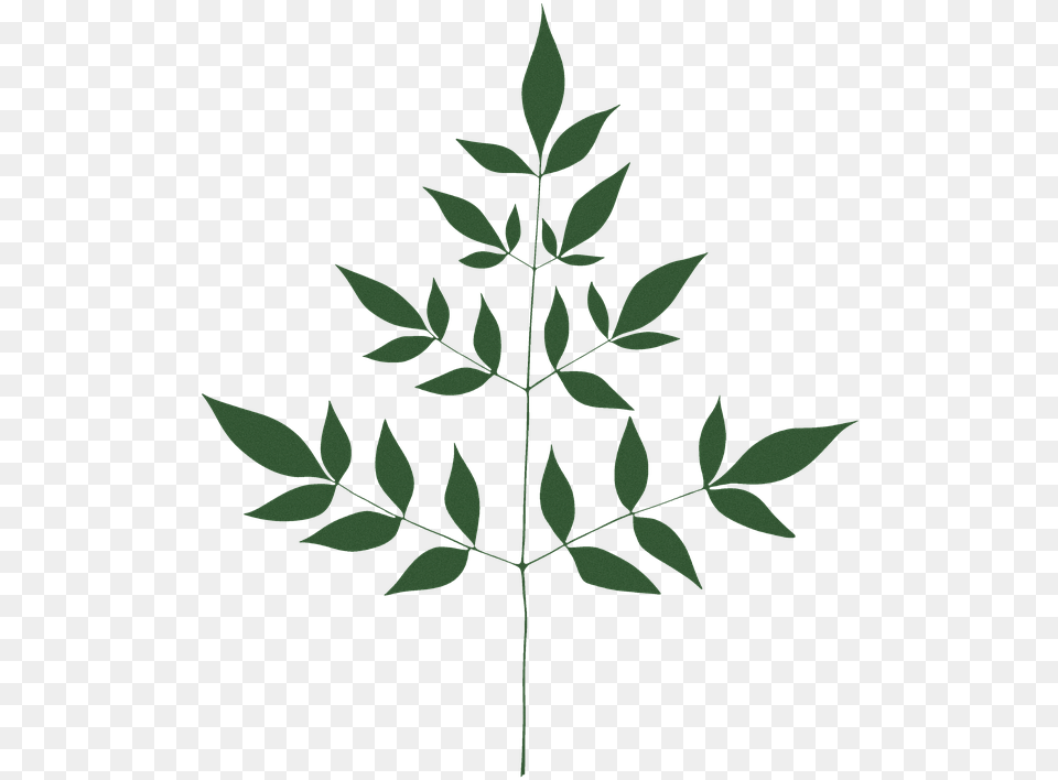 Illustration, Leaf, Plant, Green Free Png