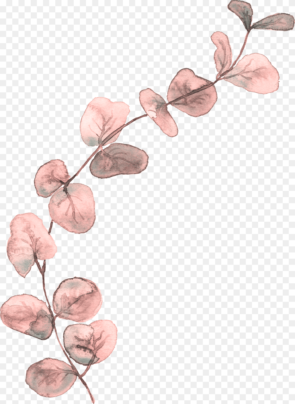 Illustration, Leaf, Plant, Flower, Petal Free Transparent Png