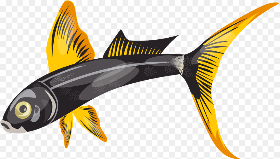 Illustration, Animal, Fish, Sea Life, Shark Png Image