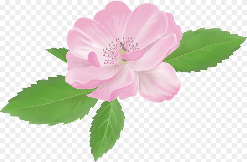 Illustration, Anemone, Anther, Flower, Petal Free Png