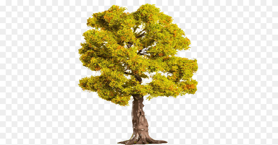 Illustration, Plant, Tree Trunk, Maple, Tree Png Image