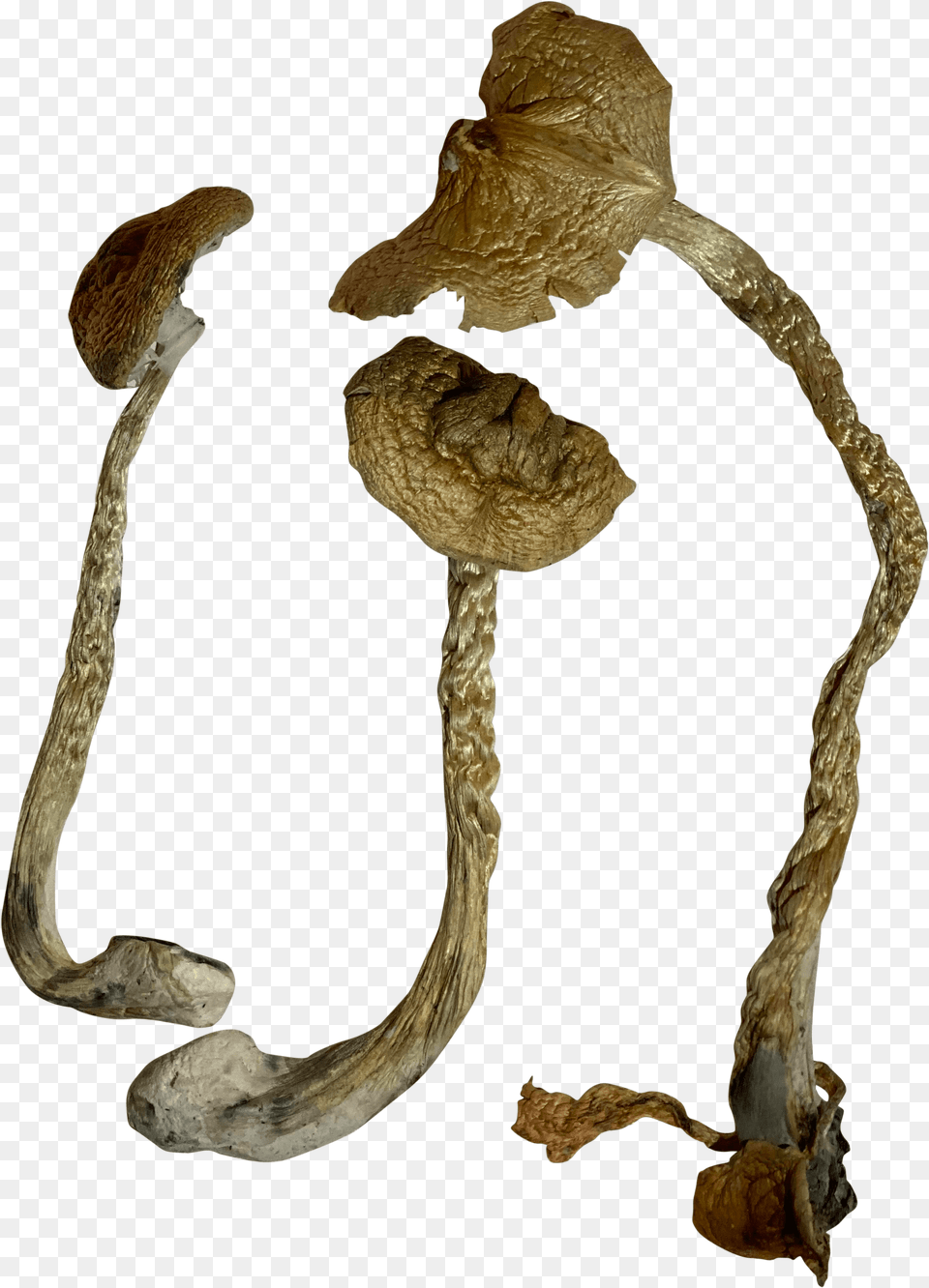 Illustration, Agaric, Amanita, Fungus, Mushroom Free Png