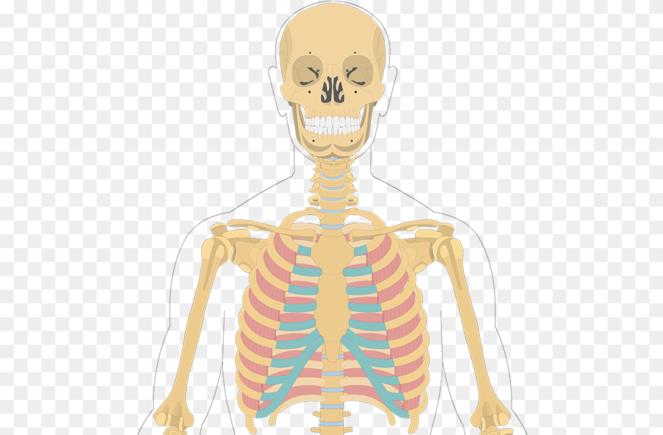 Illustration, Baby, Person, Skeleton, Face Free Transparent Png