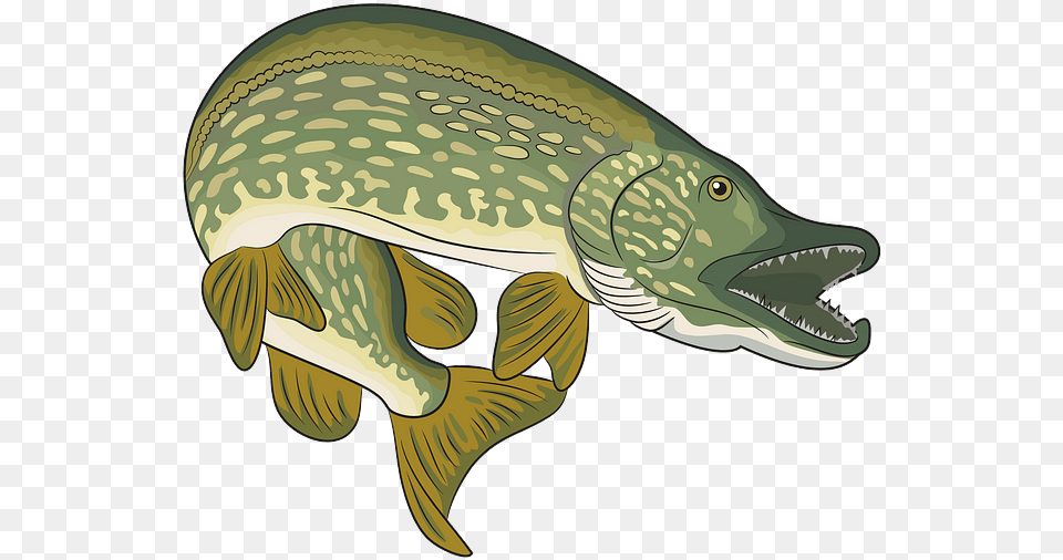 Illustration, Animal, Fish, Sea Life, Pike Png