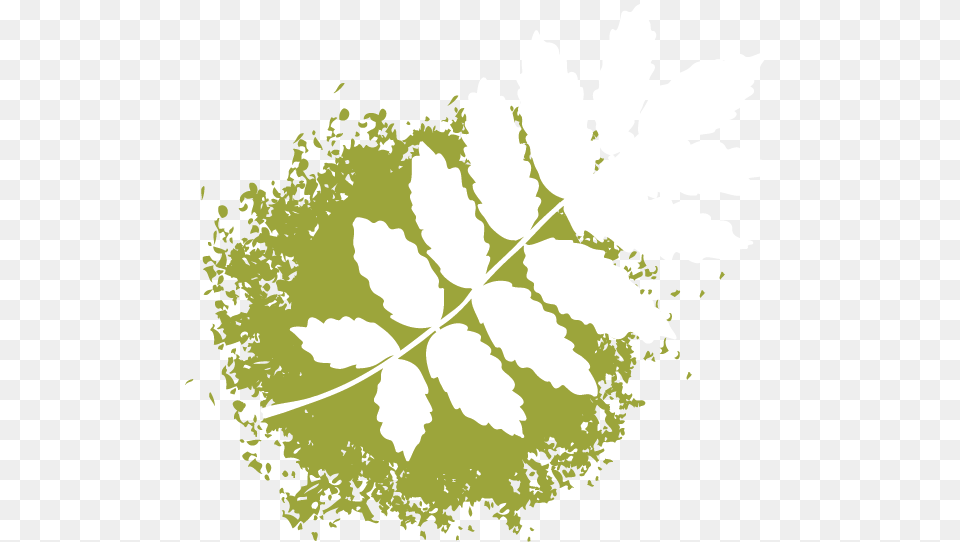 Illustration, Leaf, Plant, Fern, Herbal Png Image