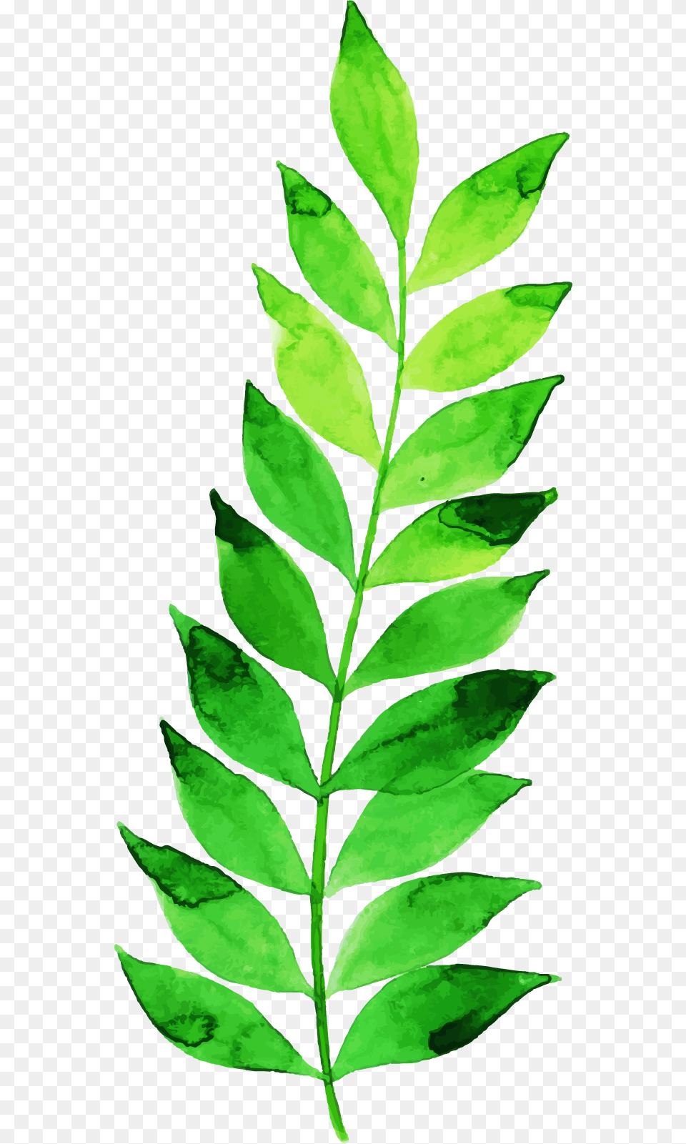 Illustration, Herbal, Herbs, Leaf, Plant Free Transparent Png
