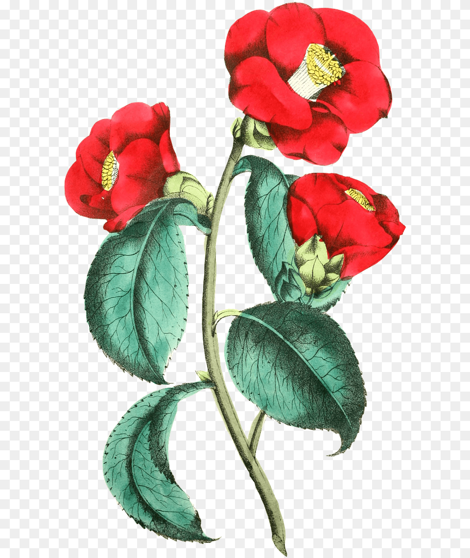 Illustration, Flower, Petal, Plant, Rose Free Png Download