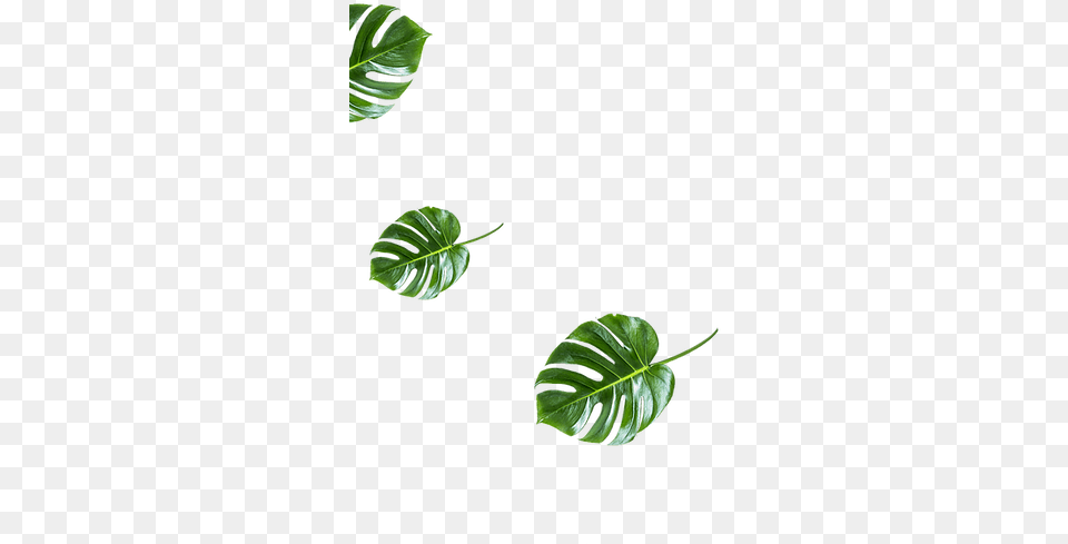 Illustration, Leaf, Plant, Flower Free Png