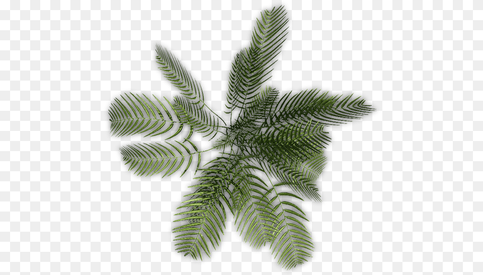 Illustration, Fern, Leaf, Plant, Tree Free Png Download